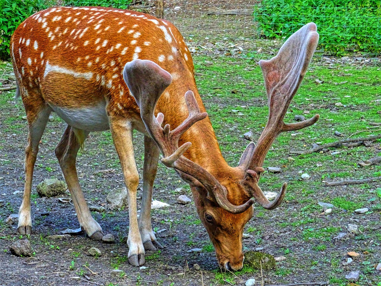 Effective Control of Deer by the Use of Repellent Services